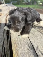 Flashy, a female Miniature Schnauzer for sale in Salisbury, NC – 2 of 5