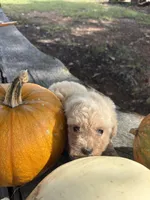 Cracker, a female Poodle - Toy  for sale in Salisbury, NC – 5 of 7