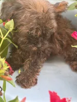 Titan, a male Yorkshire Terrier for sale in Salisbury, NC – 4 of 6