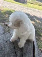 Grace, a female Cockapoo for sale in Salisbury, NC – 5 of 9