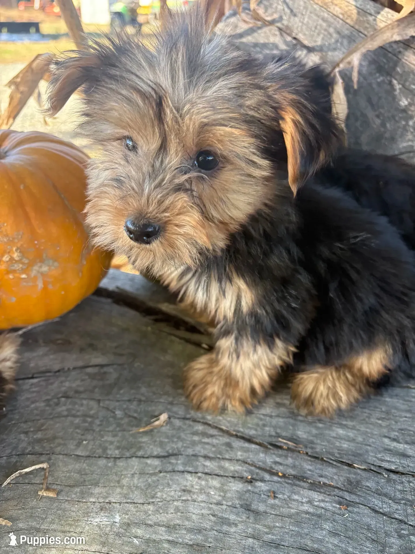 Reese, a male Yorkshire Terrier for sale in Salisbury, NC – 1 of 3