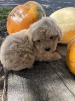 Cracker, a female Poodle - Toy  for sale in Salisbury, NC – 5 of 6