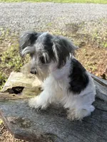 Parti girl, a female Miniature Schnauzer for sale in Salisbury, NC – 10 of 10