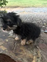 Mo, a male Yorkshire Terrier for sale in Salisbury, NC – 3 of 5