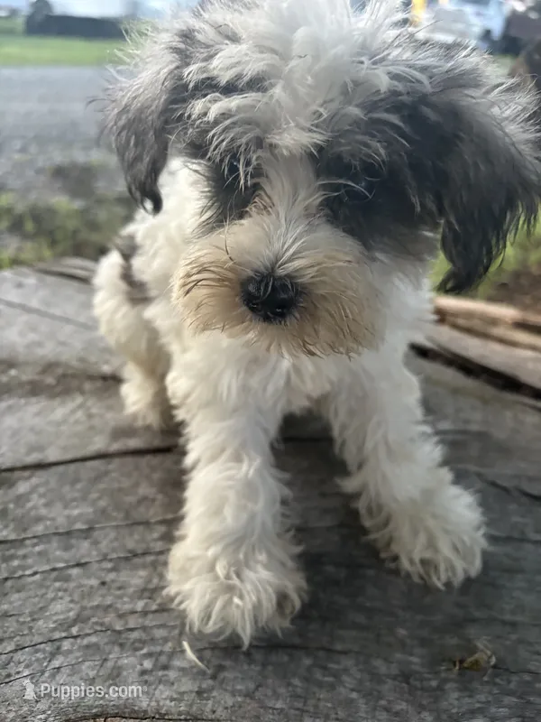 Parti girl – Miniature Schnauzer puppy for sale in Salisbury, NC