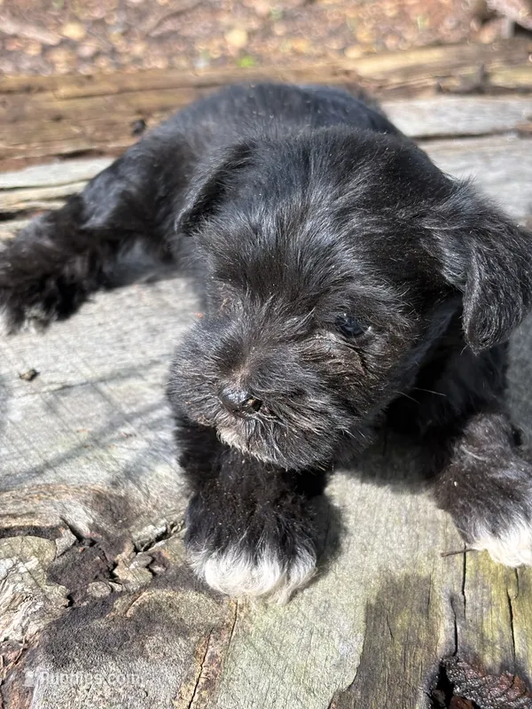Flash – Miniature Schnauzer puppy for sale in Salisbury, NC