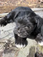 Flash, a male Miniature Schnauzer for sale in Salisbury, NC – 1 of 5