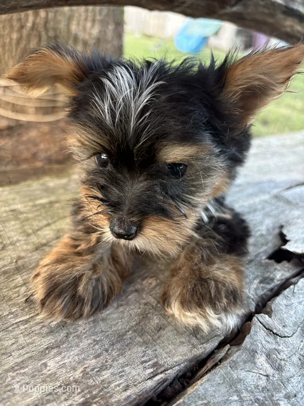 Handsome – Yorkshire Terrier puppy for sale in Salisbury, NC
