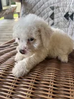 Gracie, a female Cockapoo and Poodle - Toy  for sale in Salisbury, NC – 3 of 3