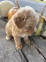 Graham, a male Poodle - Toy  for sale in Salisbury, NC – 3 of 5