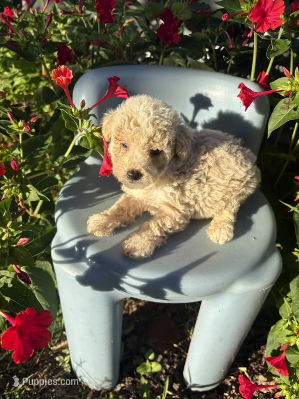 Cash – Poodle - Toy  puppy for sale in Salisbury, NC