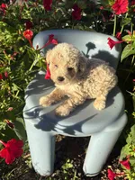 Cash, a male Poodle - Toy  for sale in Salisbury, NC – 1 of 4