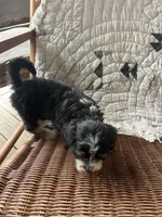 Sharpee, a male Cockapoo for sale in Salisbury, NC – 3 of 4