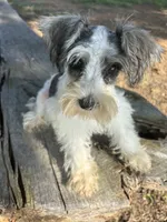 Parti girl, a female Miniature Schnauzer for sale in Salisbury, NC – 6 of 10