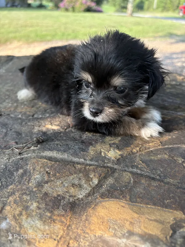 Dasey – Cockapoo puppy for sale in Salisbury, NC