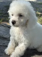 Gracie, a female Cockapoo and Poodle - Toy  for sale in Salisbury, NC – 7 of 10