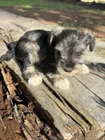 Salty girl, a male Miniature Schnauzer for sale in Salisbury, NC – 4 of 5