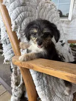 Dasey, a female Cockapoo for sale in Salisbury, NC – 3 of 7