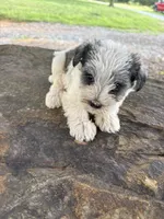 Parti girl, a female Miniature Schnauzer for sale in Salisbury, NC – 3 of 3