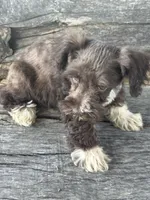 Fancy, a female Miniature Schnauzer for sale in Salisbury, NC – 7 of 10