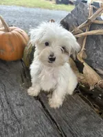 Laree, a male Yorkshire Terrier for sale in Salisbury, NC – 4 of 8