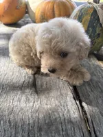 Cracker, a female Poodle - Toy  for sale in Salisbury, NC – 3 of 7