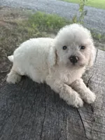 Gracie, a female Cockapoo and Poodle - Toy  for sale in Salisbury, NC – 5 of 10