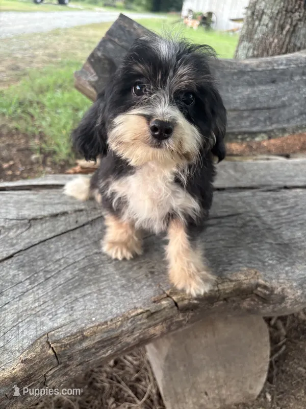 Sharpee – Cockapoo puppy for sale in Salisbury, NC