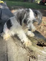 Parti girl, a female Miniature Schnauzer for sale in Salisbury, NC – 8 of 10
