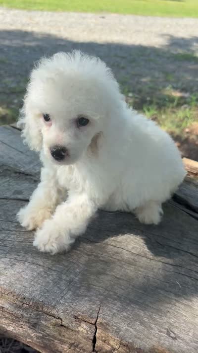 Lucee, a female Cockapoo and Poodle - Toy  for sale in Salisbury, NC – 3 of 3
