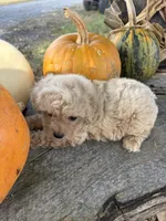 Cracker, a female Poodle - Toy  for sale in Salisbury, NC – 2 of 7