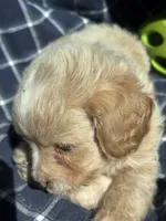Grady, a male Cockapoo and Poodle - Toy  for sale in Salisbury, NC – 4 of 6
