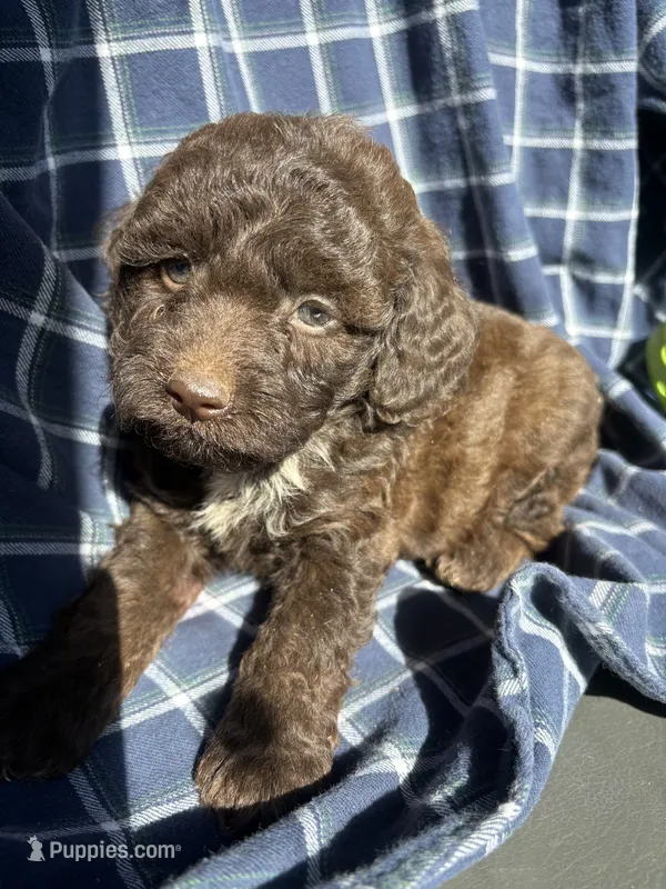 Gavin – Cockapoo, Poodle - Toy  puppy for sale in Salisbury, NC