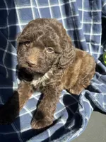 Gavin, a male Cockapoo and Poodle - Toy  for sale in Salisbury, NC – 1 of 5