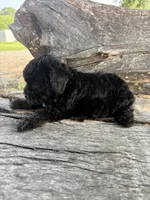 Raven, a female Poodle - Toy  for sale in Salisbury, NC – 2 of 2