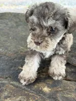 L T guy, a male Miniature Schnauzer for sale in Salisbury, NC – 4 of 4