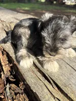 Salty girl, a male Miniature Schnauzer for sale in Salisbury, NC – 2 of 5