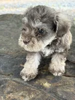 L T guy, a male Miniature Schnauzer for sale in Salisbury, NC – 2 of 4