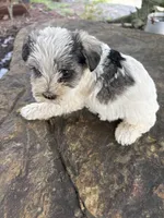 Parti girl, a female Miniature Schnauzer for sale in Salisbury, NC – 2 of 3