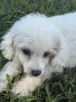 Lacee, a female Cockapoo and Poodle - Toy  for sale in Salisbury, NC – 4 of 8