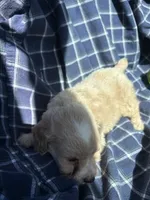 Grady, a male Cockapoo and Poodle - Toy  for sale in Salisbury, NC – 5 of 6