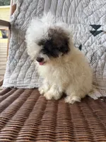 Special, a female Poodle - Toy  for sale in Salisbury, NC – 7 of 9