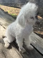 Special, a female Poodle - Toy  for sale in Salisbury, NC – 3 of 10