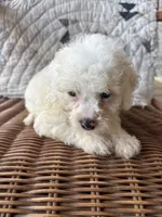 Gracie, a female Cockapoo and Poodle - Toy  for sale in Salisbury, NC – 2 of 3