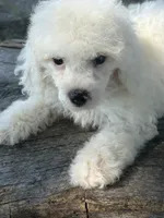 Gracie, a female Cockapoo and Poodle - Toy  for sale in Salisbury, NC – 4 of 10