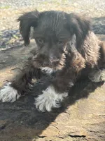 Fancy, a female Miniature Schnauzer for sale in Salisbury, NC – 2 of 10