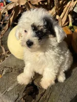 Tuff, a male Poodle - Toy  for sale in Salisbury, NC – 4 of 4