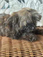 Titan, a male Yorkshire Terrier for sale in Salisbury, NC – 9 of 10