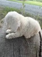 Gracie, a female Cockapoo and Poodle - Toy  for sale in Salisbury, NC – 6 of 10