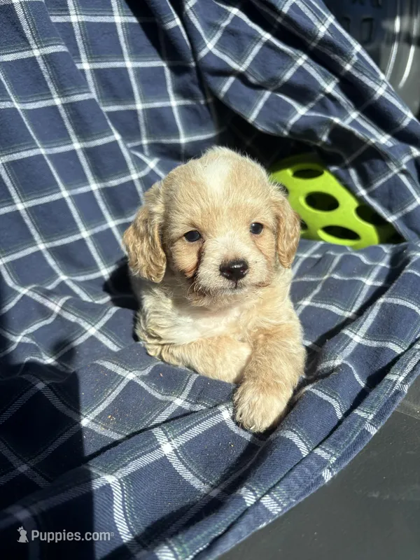 Grady – Cockapoo, Poodle - Toy  puppy for sale in Salisbury, NC
